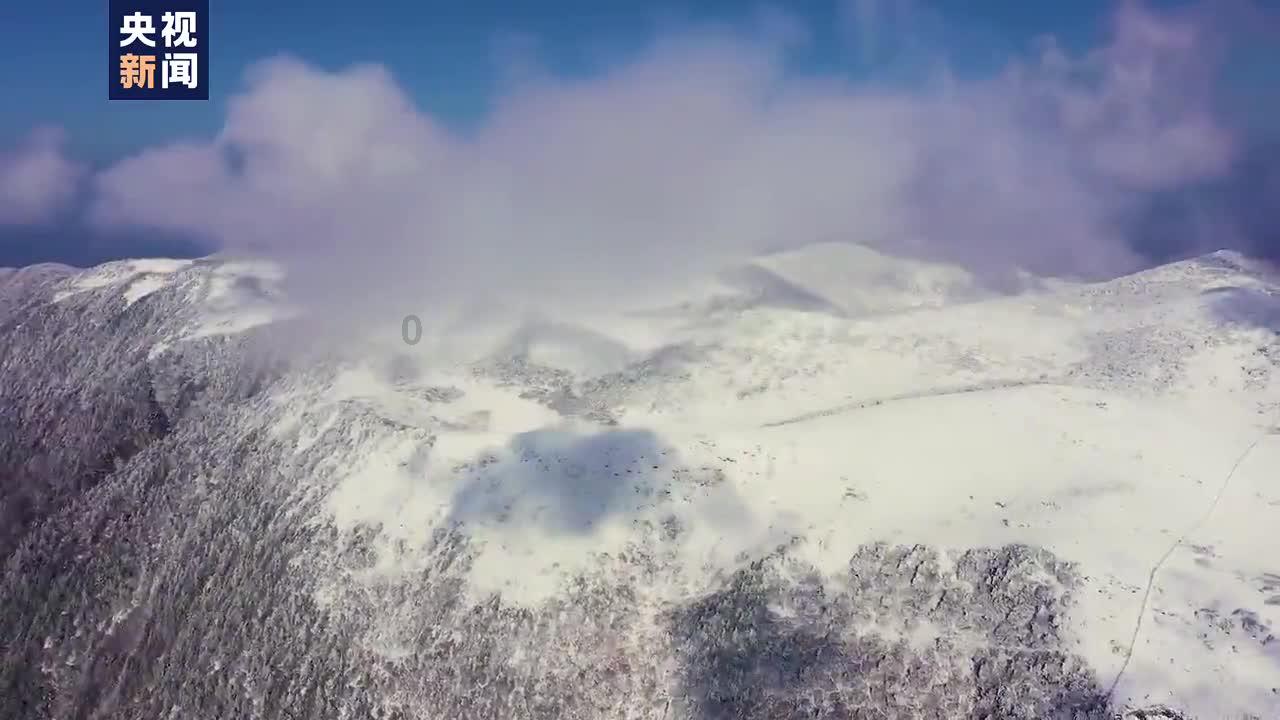 拯救枯树